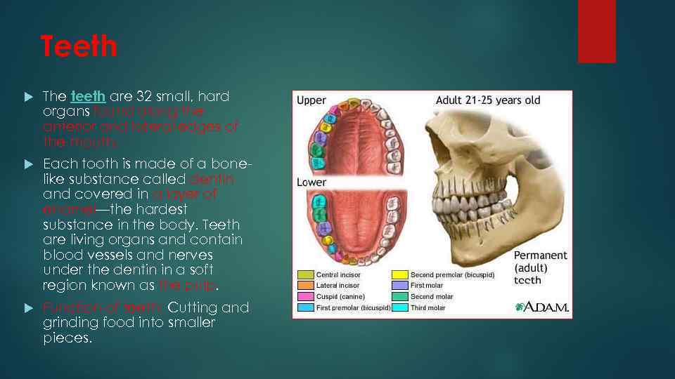 Teeth The teeth are 32 small, hard organs found along the anterior and lateral