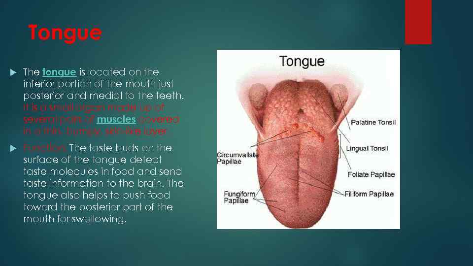 Tongue The tongue is located on the inferior portion of the mouth just posterior