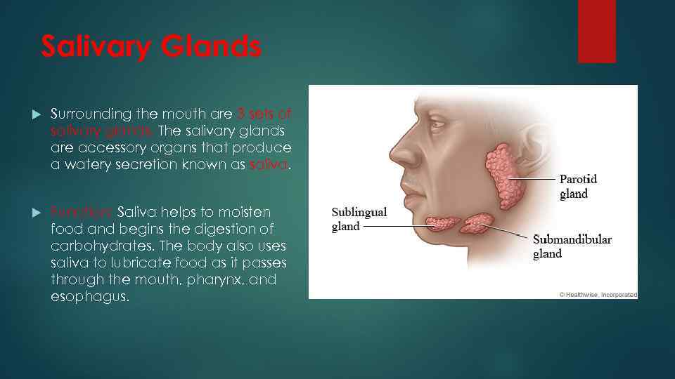 Salivary Glands Surrounding the mouth are 3 sets of salivary glands. The salivary glands