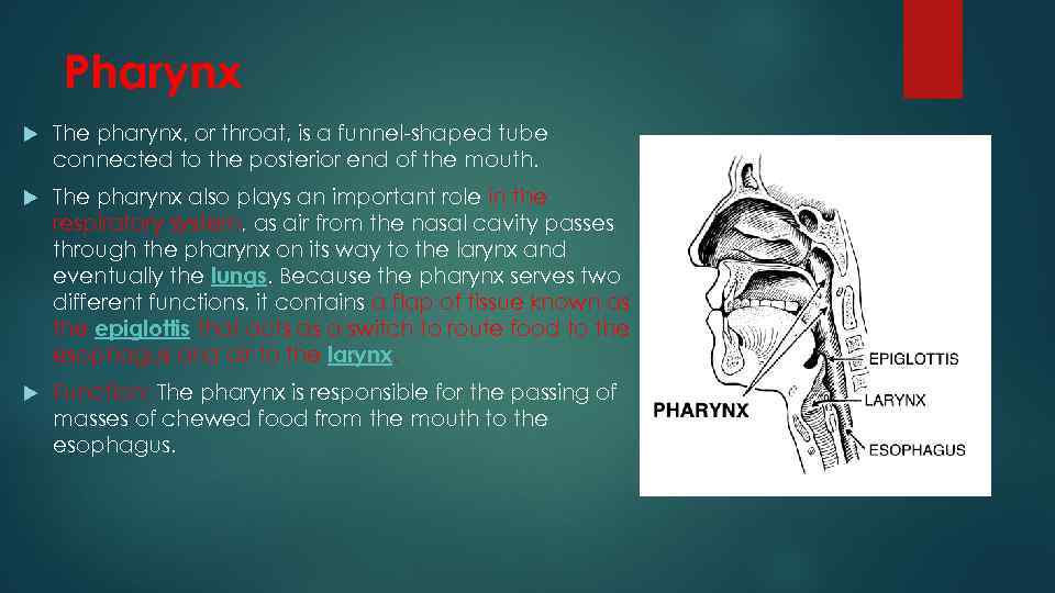 Pharynx The pharynx, or throat, is a funnel-shaped tube connected to the posterior end