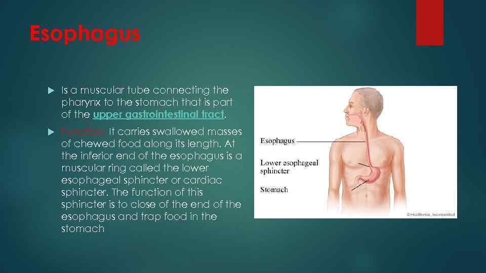 Esophagus Is a muscular tube connecting the pharynx to the stomach that is part