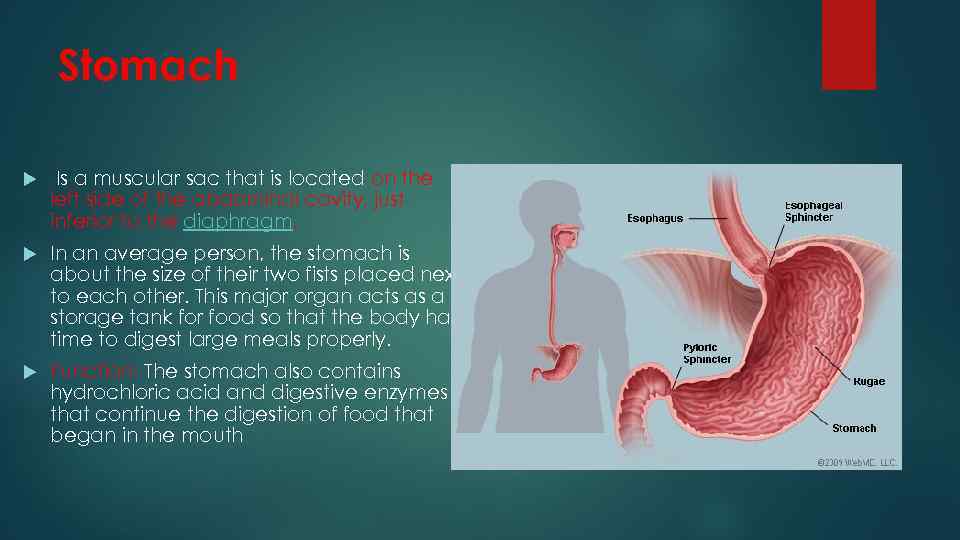 Stomach Is a muscular sac that is located on the left side of the