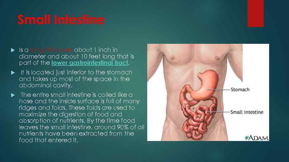 Small Intestine Is a long, thin tube about 1 inch in diameter and about