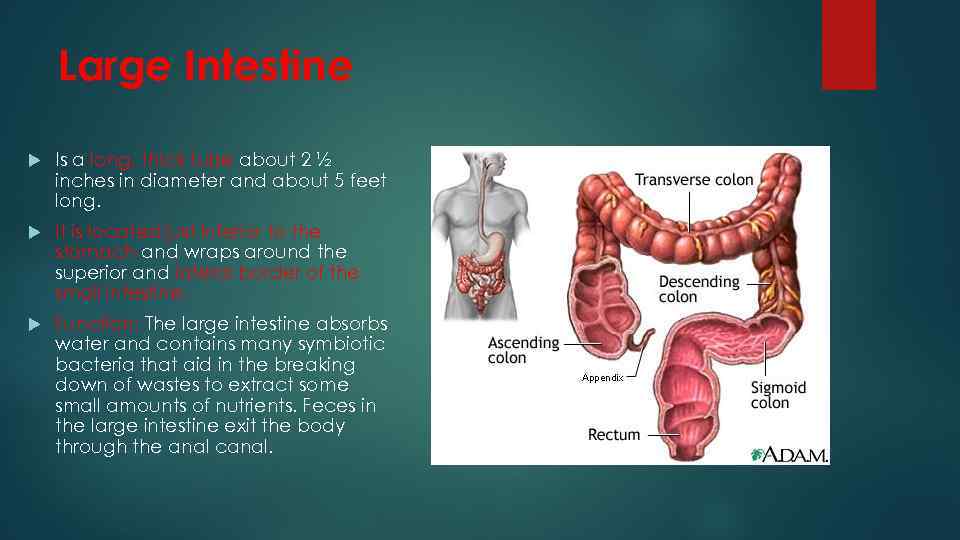 Large Intestine Is a long, thick tube about 2 ½ inches in diameter and