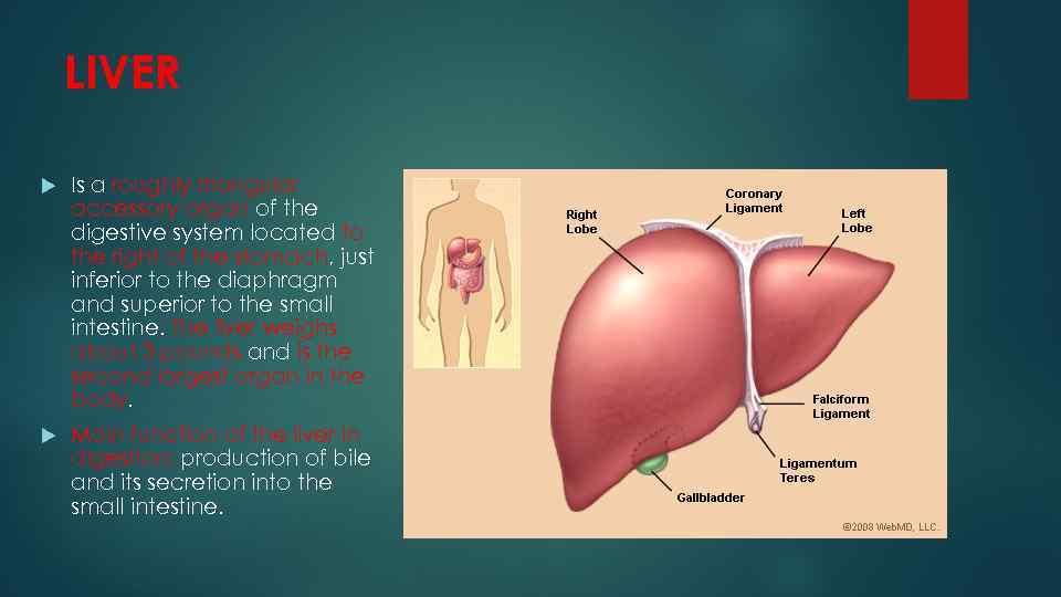 LIVER Is a roughly triangular accessory organ of the digestive system located to the