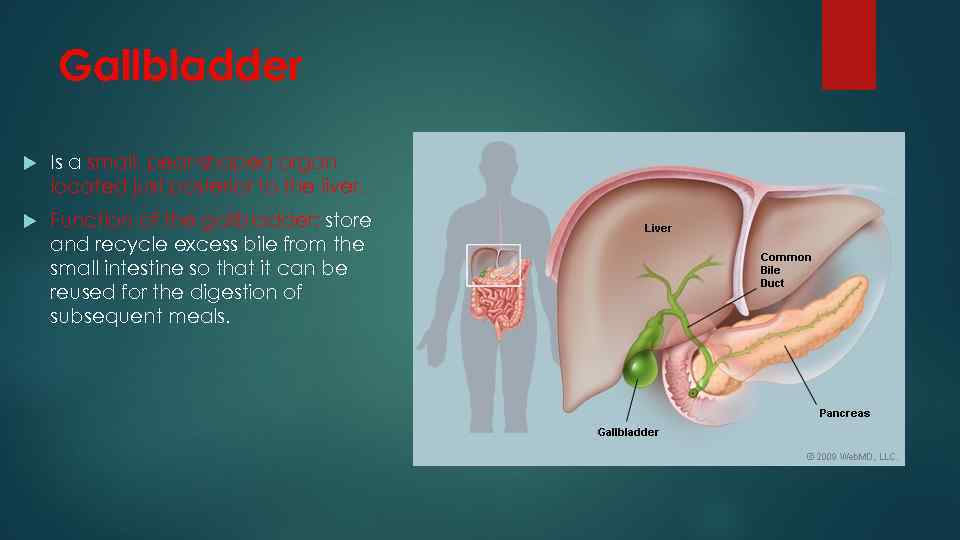 Gallbladder Is a small, pear-shaped organ located just posterior to the liver. Function of