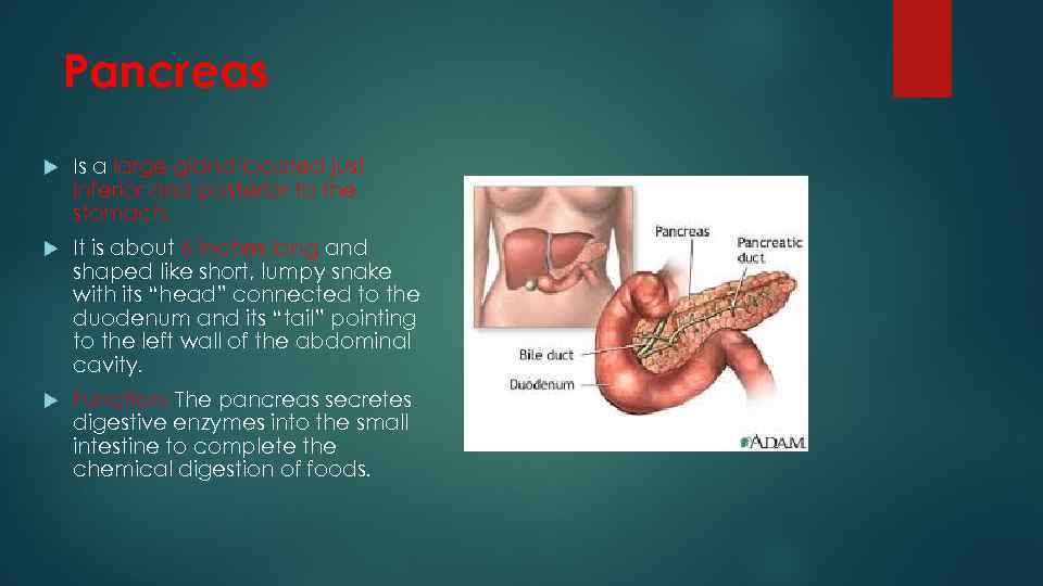 Pancreas Is a large gland located just inferior and posterior to the stomach. It