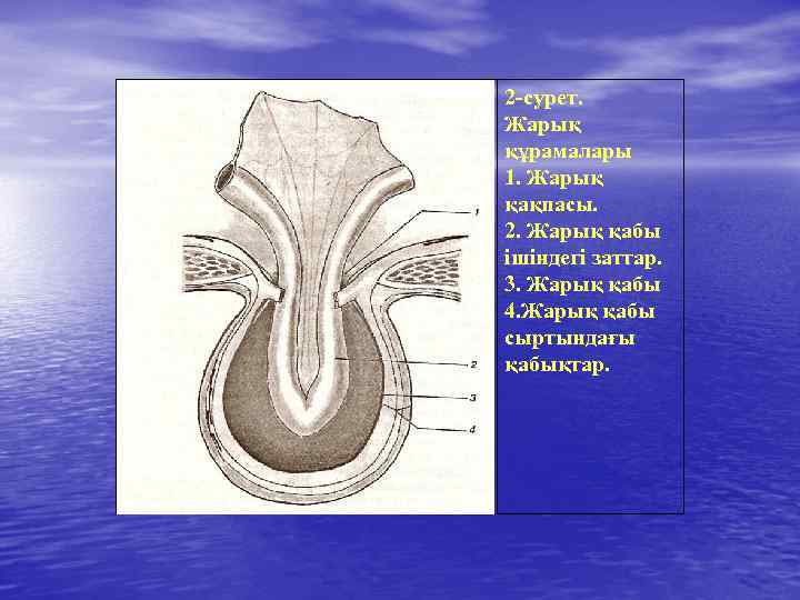 2 -сурет. Жарық құрамалары 1. Жарық қақпасы. 2. Жарық қабы ішіндегі заттар. 3. Жарық