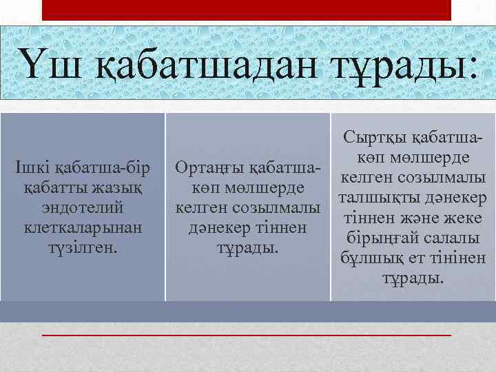 Үш қабатшадан тұрады: Ішкі қабатша-бір қабатты жазық эндотелий клеткаларынан түзілген. Сыртқы қабатшакөп мөлшерде Ортаңғы