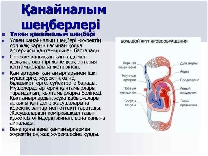 Жүрек қан тамырлар жүйесі презентация