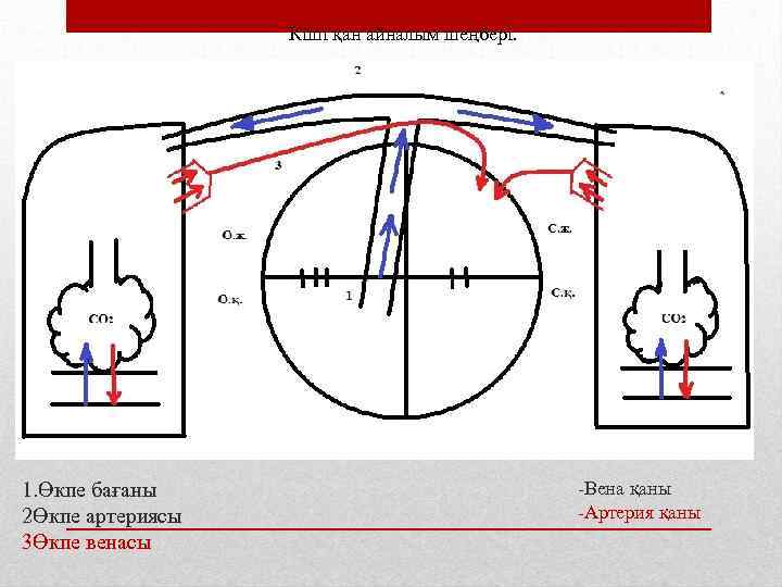 Кіші қан айналым шеңбері. 1. Өкпе бағаны 2Өкпе артериясы 3Өкпе венасы -Вена қаны -Артерия