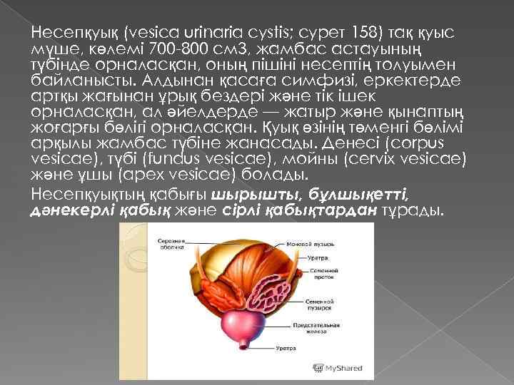 Несепқуық (vesica urinaria cystis; сурет 158) тақ қуыс мүше, көлемі 700 -800 см 3,