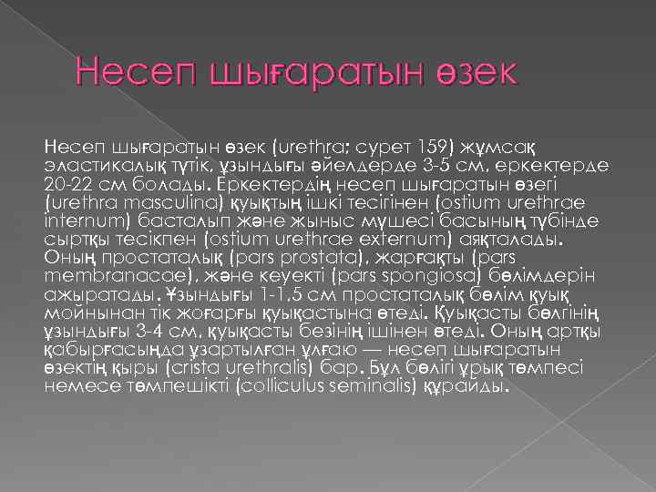 Несеп шығаратын өзек (urethra; сурет 159) жұмсақ эластикалық түтік, ұзындығы әйелдерде 3 -5 см,