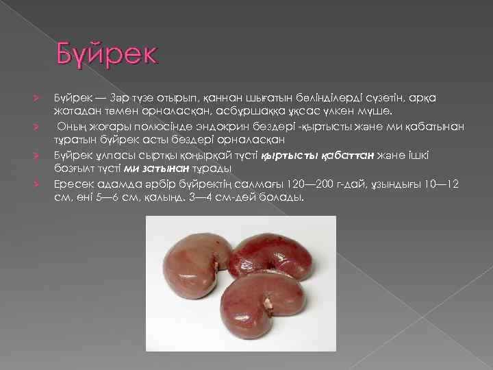 Бүйрек Ø Ø Бүйрек — Зәр түзе отырып, қаннан шығатын бөлінділерді сүзетін, арқа жотадан