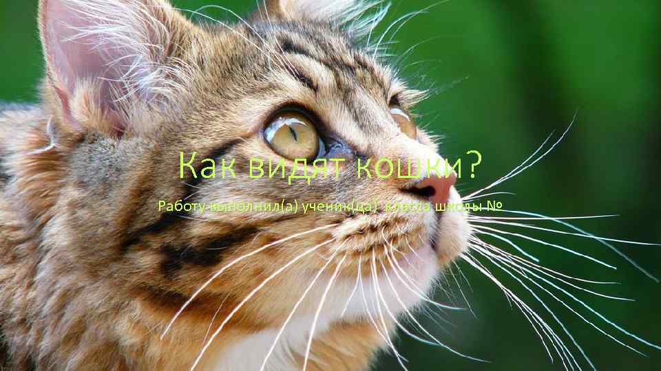 Как видят кошки? Работу выполнил(а) ученик(ца) класса школы № 