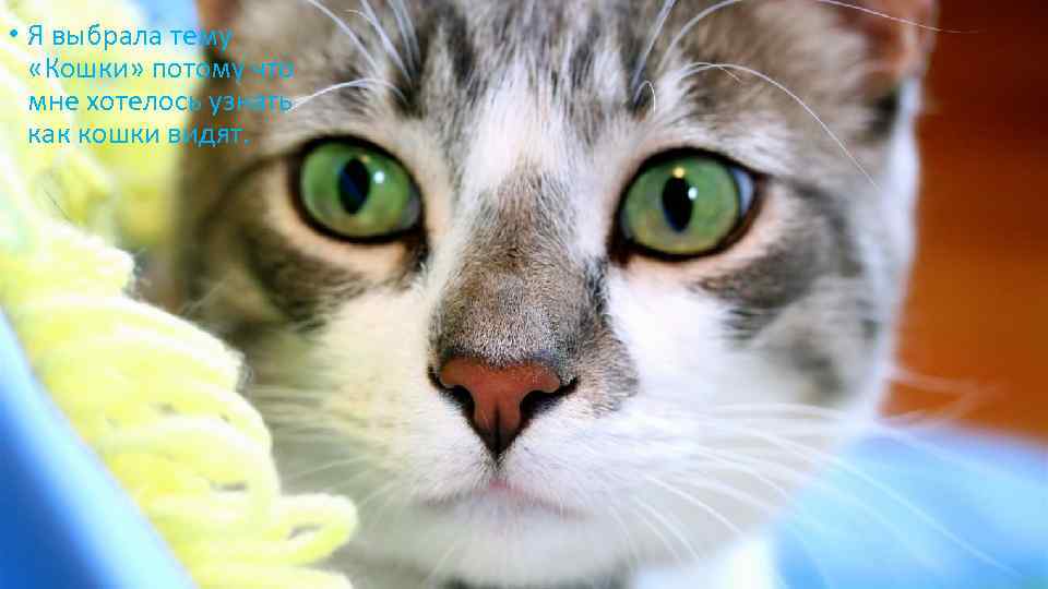  • Я выбрала тему «Кошки» потому что мне хотелось узнать как кошки видят.