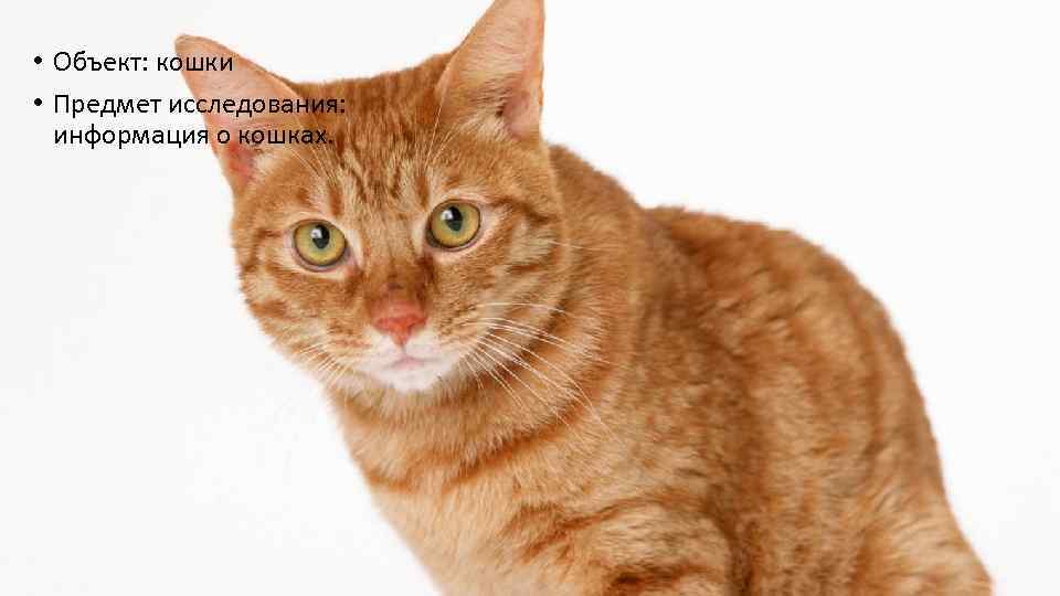  • Объект: кошки • Предмет исследования: информация о кошках. 