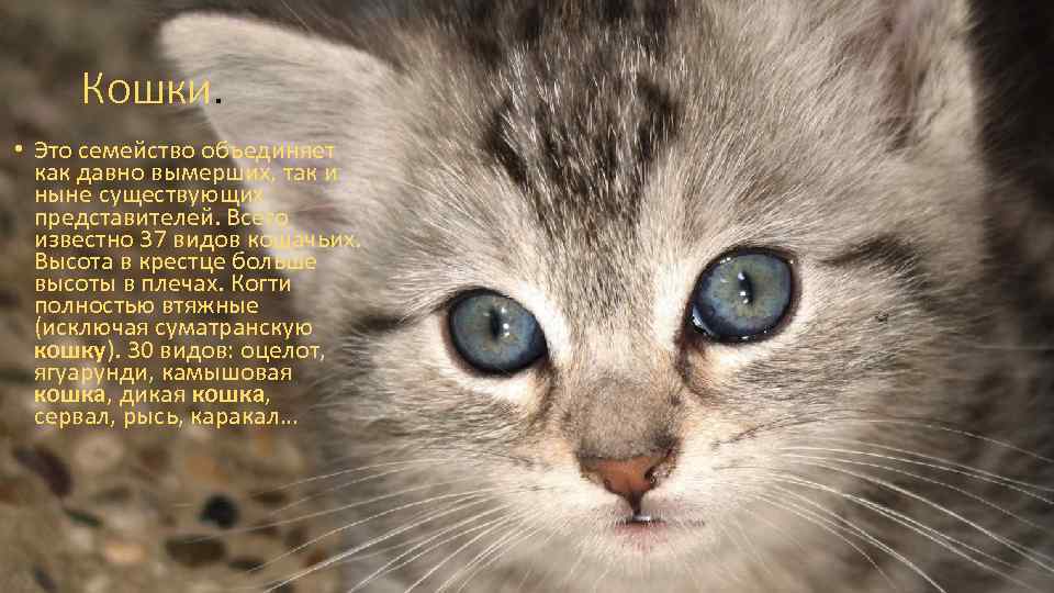 Кошки. • Это семейство объединяет как давно вымерших, так и ныне существующих представителей. Всего