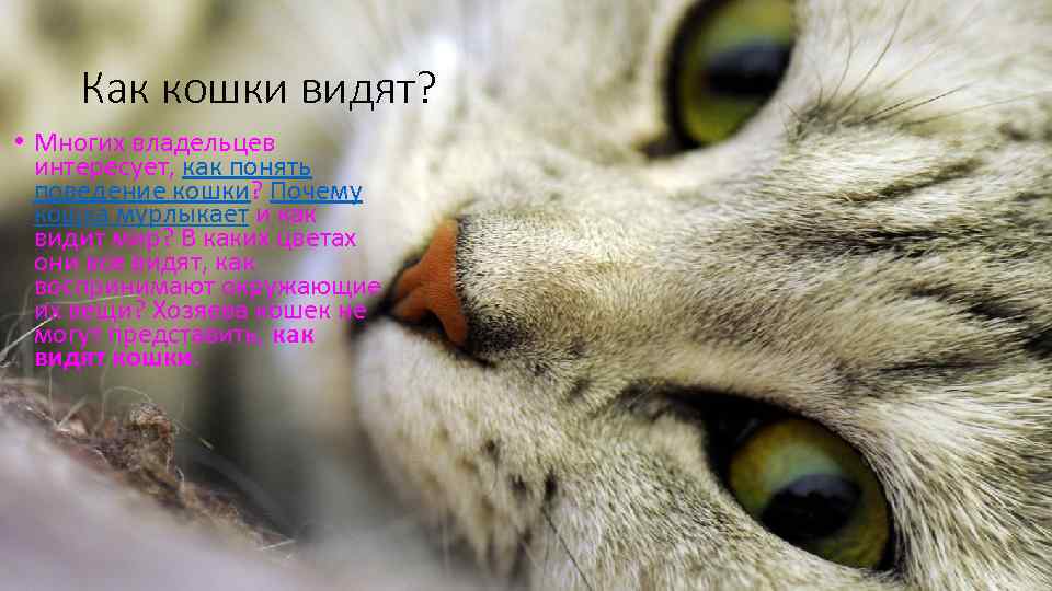 Как кошки видят? • Многих владельцев интересует, как понять поведение кошки? Почему кошка мурлыкает