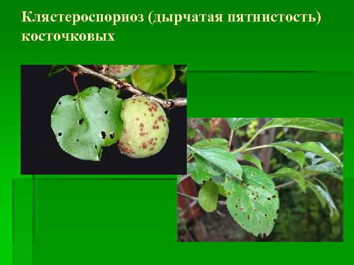 Клястероспориоз (дырчатая пятнистость) косточковых 