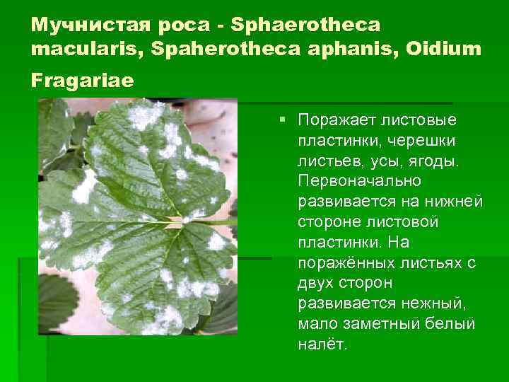 Мучнистая роса - Sphaerotheca macularis, Spaherotheca aphanis, Oidium Fragariae § Поражает листовые пластинки, черешки