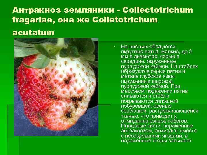Болезни ягоды клубники описание с фотографиями