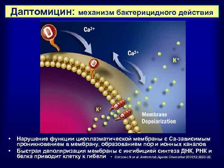 Даптомицин: механизм бактерицидного действия • • Нарушение функции циоплазматической мембраны с Са-зависимым проникновением в