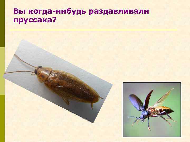 Вы когда-нибудь раздавливали пруссака? 