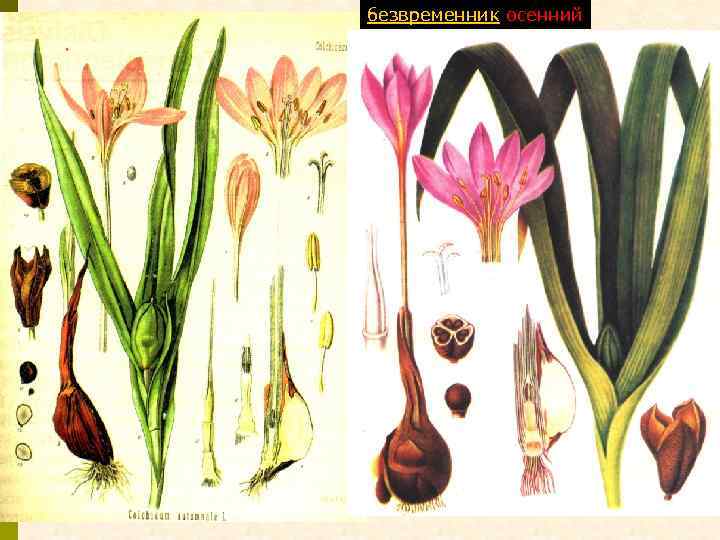 безвременник осенний 