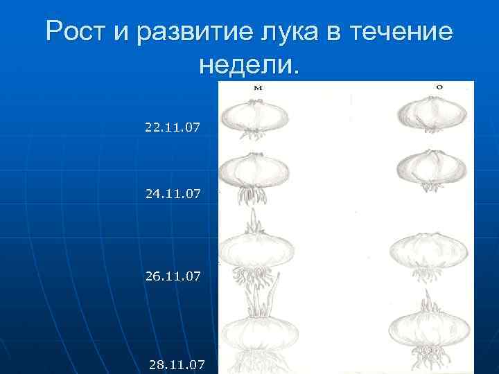 Рост и развитие лука в течение недели. 22. 11. 07 24. 11. 07 26.