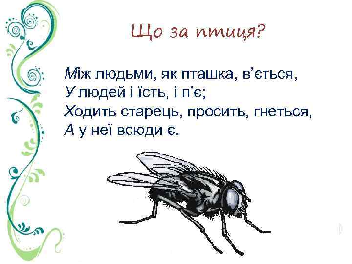 Що за птиця? Між людьми, як пташка, в’ється, У людей і їсть, і п’є;