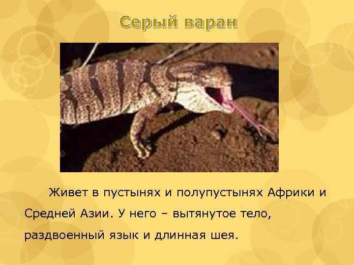 Серый варан Живет в пустынях и полупустынях Африки и Средней Азии. У него –