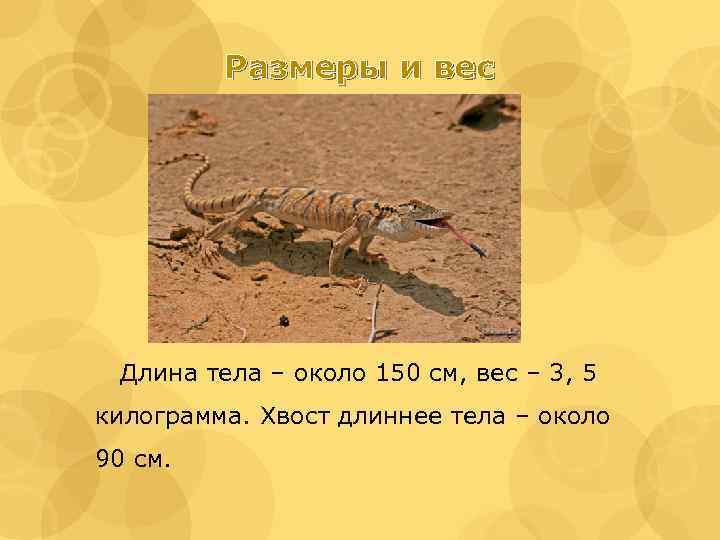 Размеры и вес Длина тела – около 150 см, вес – 3, 5 килограмма.