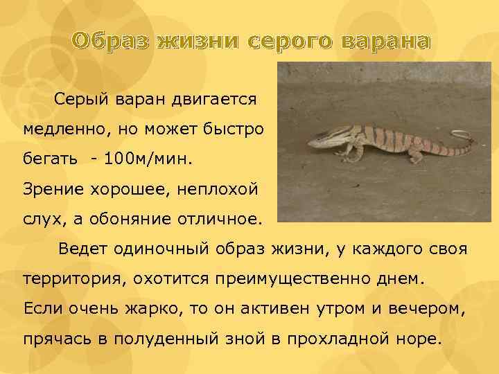 Образ жизни серого варана Серый варан двигается медленно, но может быстро бегать - 100