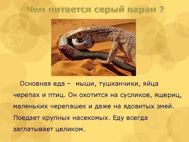 Чем питается серый варан ? Основная еда – мыши, тушканчики, яйца черепах и птиц.