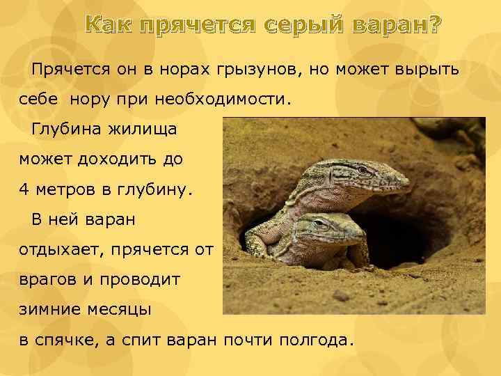 В какой зоне обитает варан