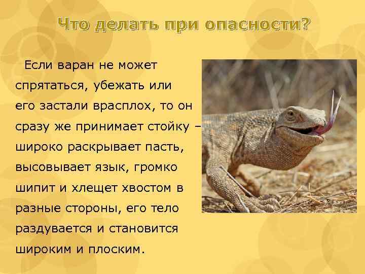 Что делать при опасности? Если варан не может спрятаться, убежать или его застали врасплох,