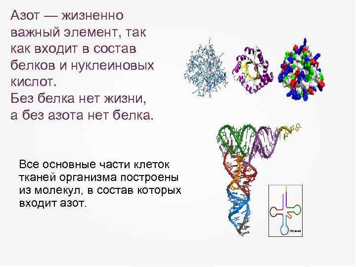 Азот — жизненно важный элемент, так как входит в состав белков и нуклеиновых кислот.