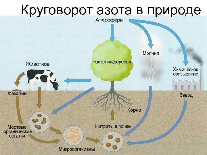 Круговорот азота в природе 