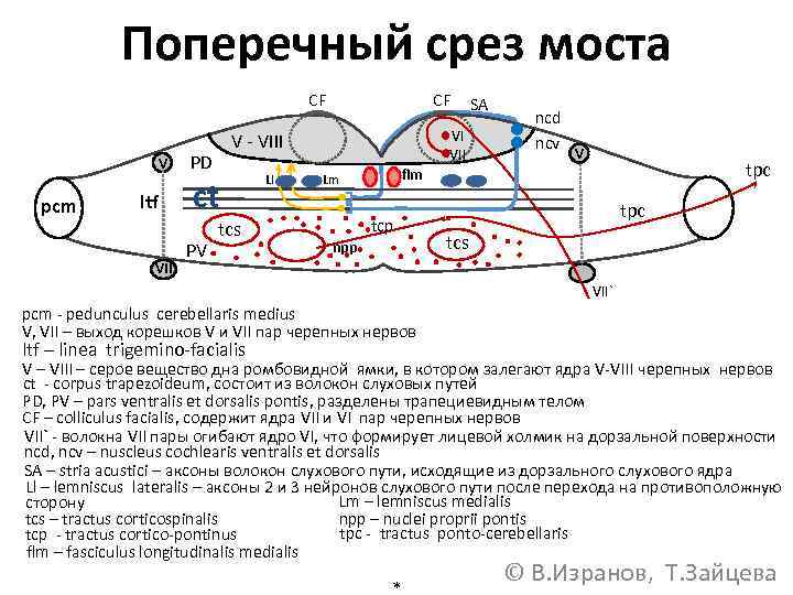 Поперечный срез моста CF V pcm ltf VII PD VI VII V - VIII