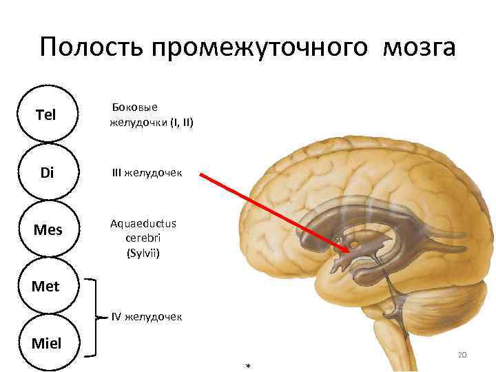 Средний мозг желудочек. Промежуточный мозг 3 мозговой желудочек. Полость промежуточного мозга 3 желудочек. Третий желудочек промежуточного мозга функции. 3 Желудочек промежуточного мозга топография.