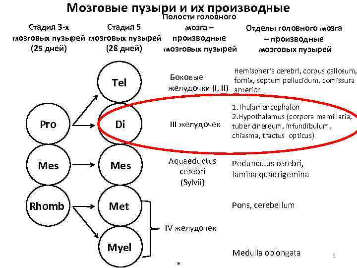 Стадии головного мозга. Производные мозговых пузырей таблица. Стадия 3 мозговых пузырей таблица. Развитие головного мозга мозговые пузыри и их производные. Отделы головного мозга на стадии 3 мозговых пузырей.