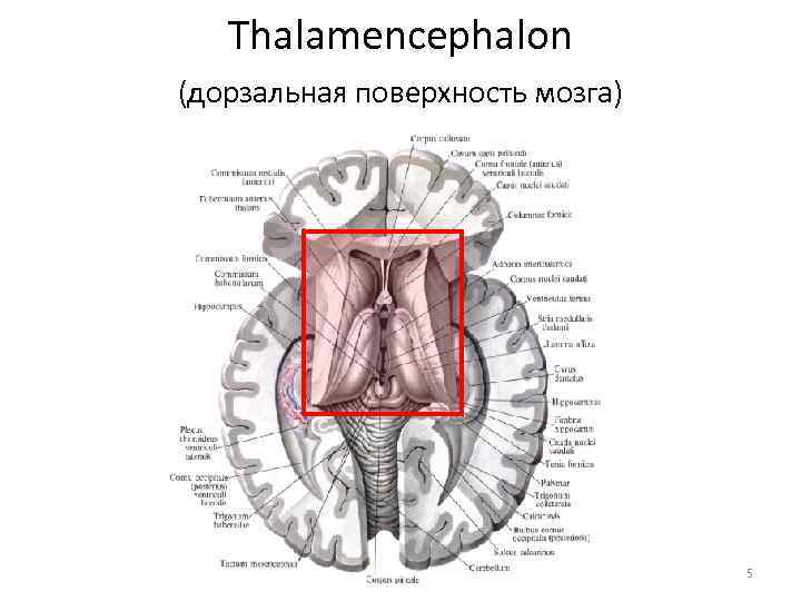 Thalamencephalon (дорзальная поверхность мозга) 5 