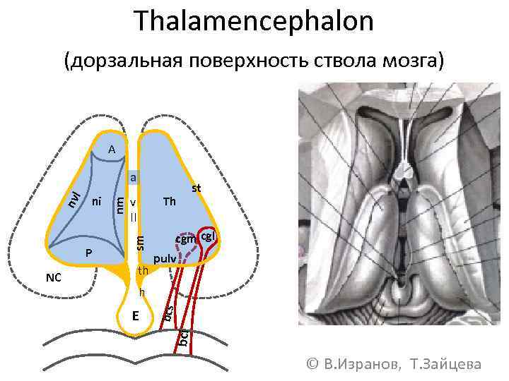 Thalamencephalon (дорзальная поверхность ствола мозга) A th cgm cgl pulv h E bci NC