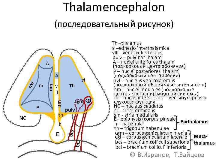 Thalamencephalon (последовательный рисунок) A th cgm cgl pulv h E bci NC Th st