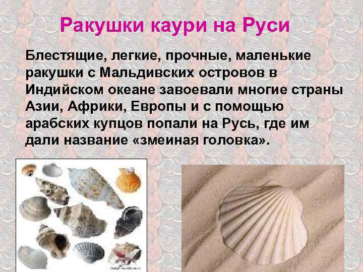Ракушки каури на Руси Блестящие, легкие, прочные, маленькие ракушки с Мальдивских островов в Индийском