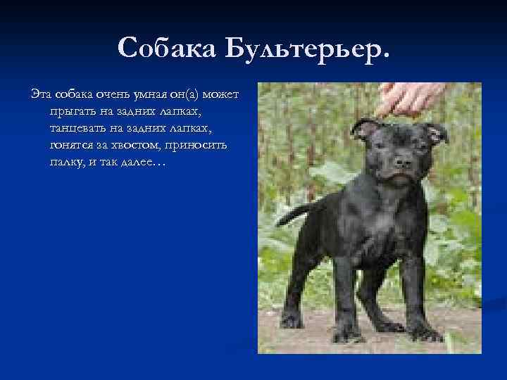 Собака Бультерьер. Эта собака очень умная он(а) может прыгать на задних лапках, танцевать на