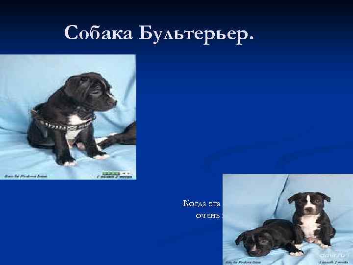 Собака Бультерьер. Когда эта собака рождается она очень маленькая. 