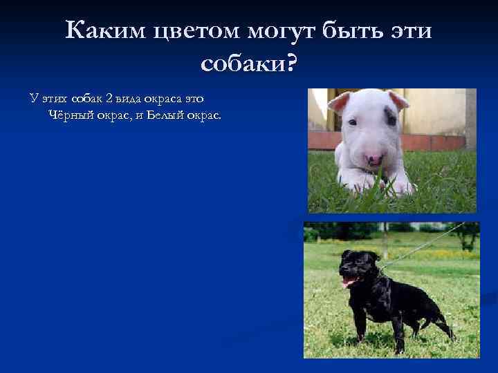 Каким цветом могут быть эти собаки? У этих собак 2 вида окраса это Чёрный