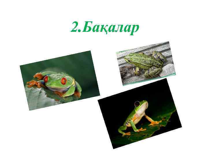 2. Бақалар 